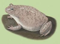 Image of: Cyclorana platycephala (water-holding frog)
