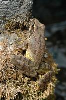 Rana graeca - Balkan Stream Frog