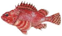 Image of: Scorpaena guttata (California scorpionfish)