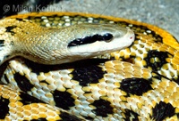 Orthriophis taeniurus friesi - Taiwan Beauty Snake