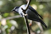 Sunda Cuckoo-shrike - Coracina larvata
