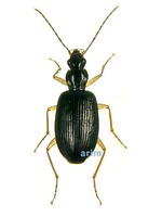 미기록 납작먼지벌레 - Platynus leucopus