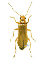 Athemus vitelinus - 회황색병대벌레