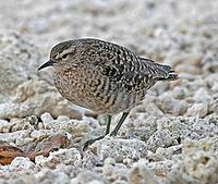 ...such as the middle of the Pacific Ocean, where this Tuamotu Sandpiper was photographed (Pete Mor