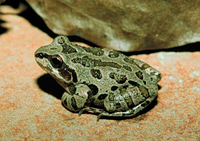 : Pseudacris streckeri illinoensis; Strecker's Chorus Frog