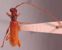 : Anisogaster longulus