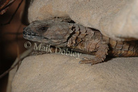 : Cordylus cataphractus; Armadillo Girdled Lizard