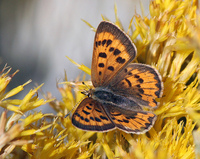 : Lycaena nivalis; Lilac-bordered Copper