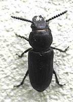 Spondylis buprestoides - Black Longicorn Beetle