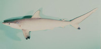 Carcharhinus sorrah, Spottail shark: fisheries