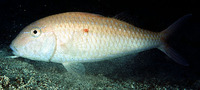Parupeneus heptacanthus, Cinnabar goatfish: fisheries