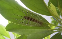 Scutigera coleoptrata - House Centipede