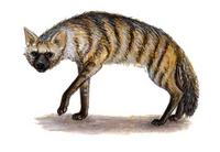 Image of: Proteles cristata (aardwolf)