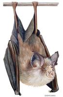 Image of: Rhinolophus euryale (Mediterranean horseshoe bat)