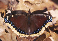 Image of: Nymphalis antiopa (camberwell beauty)