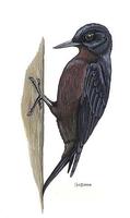 Image of: Melanerpes herminieri (Guadeloupe woodpecker)