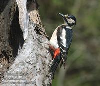 ...Dendrocopos major d52 UK: Great Spotted Woodpecker DE: Buntspecht FR: Pic Ă©peiche ES: Pico Pica