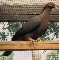 Scaley-naped Pigeon Columba squamosa