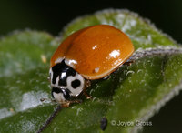 : Cycloneda polita; Western Blood-red Lady Beetle