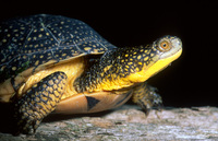 : emydoidea blandingii; Blanding's Turtle