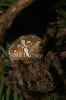 : Araneaus diadematus; European Garden Spider
