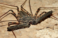 : Damon spec; African Whip-spider