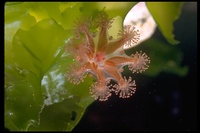 : Haliclystus sp.; Stalked Jellyfish