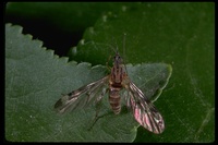 : Sylvicola fenestralis; Wood Gnat