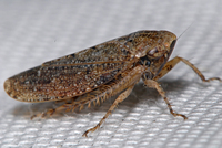 : Texananus oregonus; Leaf Hopper