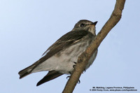 Grey-streaked Flycatcher Scientific name - Muscicapa griseisticta