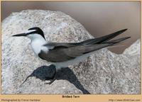 Bridled Tern [Onychoprion anaethetus]