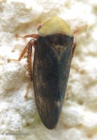 Pediopsis tiliae