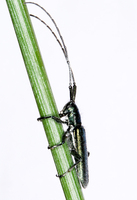 Agapanthia violacea