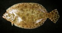 Paralichthys tropicus, Tropical flounder: fisheries