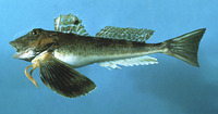 Prionotus carolinus, Northern searobin: fisheries, bait
