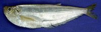 Opisthopterus tardoore, Tardoore: fisheries