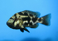 Nimbochromis livingstonii, : fisheries, aquarium