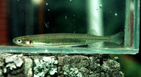 Galaxias maculatus, Inanga: fisheries, gamefish, bait