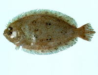 Pseudorhombus dupliciocellatus, Ocellated flounder: fisheries