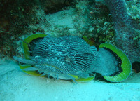 Sanopus splendidus, Coral toadfish:
