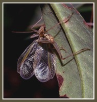 Oecanthus pellucens
