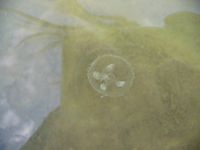 Craspedacusta sowerbyi - Freshwater Jellyfish