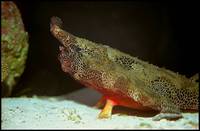 Ogcocephalus nasutus - Redbellied Batfish