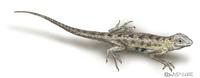 Image of: Holbrookia maculata (common lesser earless lizard)