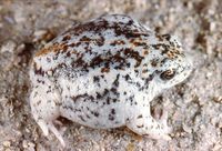 : Arenophryne rotunda; Sandhill Frog