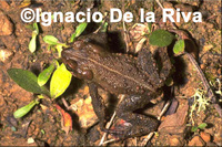 : Bufo amboroensis; Cochabamba toad