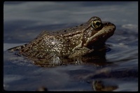 : Rana cascadae; Cascade Frog