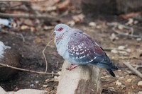 : Columba guinea; Speckled Pigeon