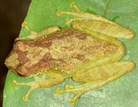 : Scinax rizibilis