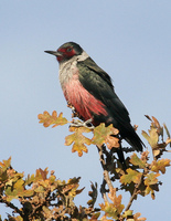 : Melanerpes lewis; Lewis's Woodpecker